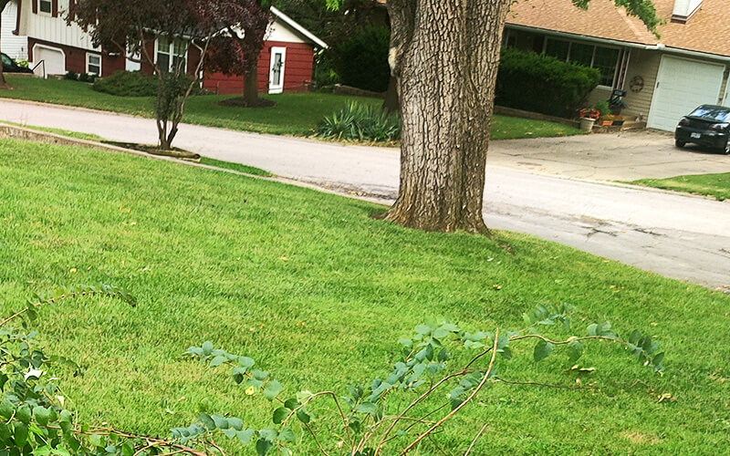 Home yard work services and tree trimming in Kansas City